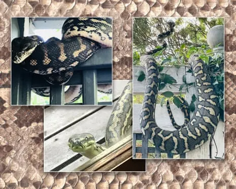 Welcoming the Snakes in the Overhead Space: An Evolution from Fear to Fascination
