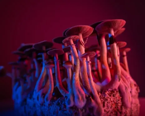 About Psychedelics by the Author: A Philosophical Exploration into Consciousness Expanders